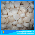 good high quality frozen abundant bay scallop